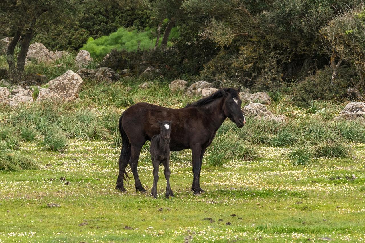 Albergo Diffuso Il Mandorlo Baressa Εξωτερικό φωτογραφία